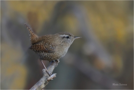 <p>STŘÍZLÍK OBECNÝ (Troglodytes troglodytes) Šluknovsko ---- /Eurasian wren - Zankönig/</p>
